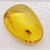 Genuine Fossil Baltic Amber with Inclusion with Magnifying Box/Beautiful Museum Grade view 3