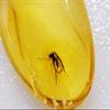Genuine Fossil Baltic Amber with Inclusion with Magnifying Box/Beautiful Museum Grade view 4