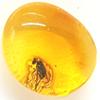 AMBERMILANA Natural Fossil Baltic Amber with Insect Inclusion in Magnifying Box/Beautiful Museum Grade/Certified Genuine Baltic Amber view 1