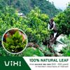 VIXI Yellow Tea Bags, 100 Counts, Vietnam's Mountain Tee, Balanced Flavored, Antioxidant, Tagless, Caffeinated, 100% Natural from Ancient Tea Tree for Hot and Cold Brew view 2