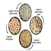 Food to Live Organic Pulses Bundle, 4 Pack  Whole Green Peas (5 LB), Green Lentils (5 LB), Chickpeas (5 LB), Black-Eyed Peas (5 LB), Non-GMO Dried Legumes, Raw, Kosher, Bulk. view 4