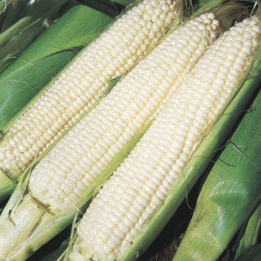 100 Silver Queen Sweet Corn seeds for planting Heirloom Non GMO 1 oz Garden Vegetable bulk Survival