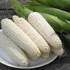 100 Silver Queen Sweet Corn seeds for planting Heirloom Non GMO 1 oz Garden Vegetable bulk Survival view 2