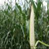 100 Silver Queen Sweet Corn seeds for planting Heirloom Non GMO 1 oz Garden Vegetable bulk Survival view 3
