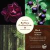 WoodWick Black Currant & Rose Gifts for Women and Men, 6 oz. Renew Medium Candle with Crackling Wick view 2