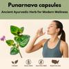 Morsan Healthcare Punarnava Capsules (Boerhaavia Diffusa) 500mg  60 Veg Capsules | Herbal Wellness Supplement for Natural Kidney & Liver Support | Plant-Based Detox & Cleansing Formula | Pack of 1 view 2
