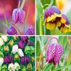 Colore Il kit Fritillaria Per il Mix di Piante Da Giardino Aggiunge-5pezzi view 1
