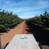 Hazelnuts in shell roasted 4Lbs Grown in Washington state in our family's orchard view 4