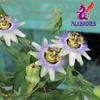 Alebrixes | Passion Flower Herbal Tea (6 oz) | Whole Dried Passionflower Leaf | Te Passiflora - Pasiflora | Relaxation, Focus, Bed Time Tea. view 2