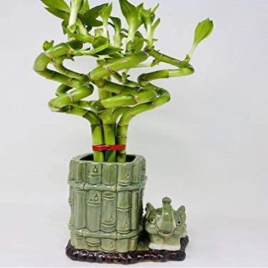 Jmbamboo - Live Spiral 6 Style Lucky Bamboo Plant Arrangement w/Ceramic Vase Unique from Jmbamboo