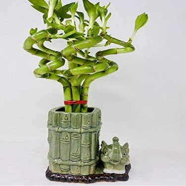 Jmbamboo - Live Spiral 6 Style Lucky Bamboo Plant Arrangement w/Ceramic Vase Unique from Jmbamboo