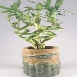 Jmbamboo - Live Spiral 6 Style Lucky Bamboo Plant Arrangement w/ Ceramic Vase Unique from Jmbamboo
