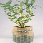Jmbamboo - Live Spiral 6 Style Lucky Bamboo Plant Arrangement w/ Ceramic Vase Unique from Jmbamboo
