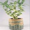 Jmbamboo - Live Spiral 6 Style Lucky Bamboo Plant Arrangement w/ Ceramic Vase Unique from Jmbamboo view 1
