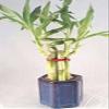 Lucky Bamboo - Spiral 7 with Stylish Blue Ceramic Vase Unique from JM Bamboo. view 1