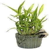 jmbamboo Lucky Bamboo Arrangement Happy Panda Favor Unique from