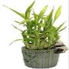 jmbamboo Lucky Bamboo Arrangement Happy Panda Favor Unique from view 1