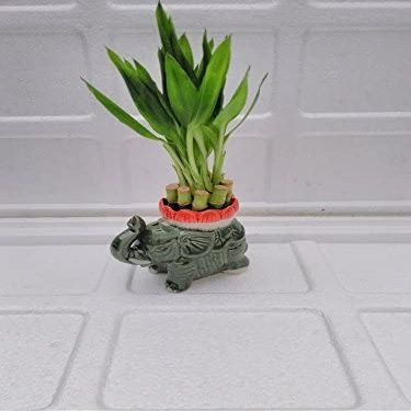 Lucky Bamboo- 6'' Arrangement Elephant Favor Unique from Jmbamboo
