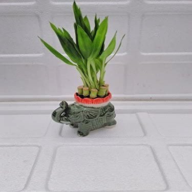 Lucky Bamboo- 6'' Arrangement Elephant Favor Unique from Jmbamboo