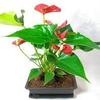 Summer Special - Hawaiian Red Anthurium Plant 8 - 10 Inches in a 5'' L Bonsai Pot view 1