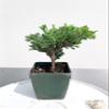 Bonsai Tree Japanese Juniper Procumbens 'Green Mound' view 1