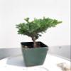 Bonsai Tree Japanese Juniper Procumbens 'Green Mound' view 2