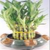 Lucky Bamboo Tower in Decorative Frog Pot Unique from Jmbamboo view 1