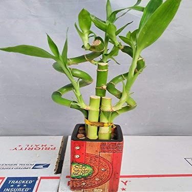 Jmbamboo - Live 5 Style of Lucky Bamboo Plant Arrangement w/ 4''Ceramic Vase