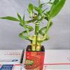 Jmbamboo - Live 5 Style of Lucky Bamboo Plant Arrangement w/ 4''Ceramic Vase view 1