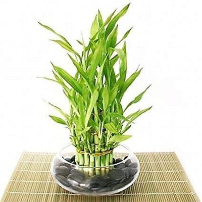 Jmbamboo- Lucky Bamboo - Tiered - Arrangement Arrives with Rocks, Vase