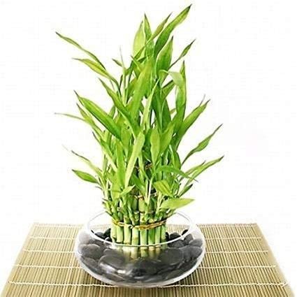 Jmbamboo- Lucky Bamboo - Tiered - Arrangement Arrives with Rocks, Vase