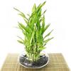 Jmbamboo- Lucky Bamboo - Tiered - Arrangement Arrives with Rocks, Vase view 1