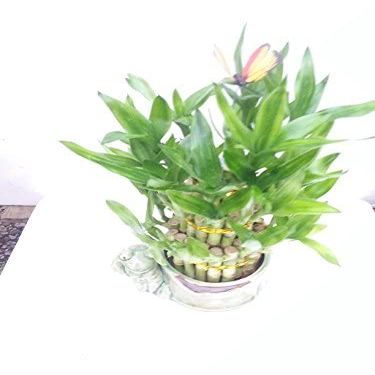 Live 3 Layer Cake Lucky Bamboo Plant W/Happy Frog & Handmade Ceramic Pot 38 Stalks