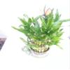 Live 3 Layer Cake Lucky Bamboo Plant W/Happy Frog & Handmade Ceramic Pot 38 Stalks view 1