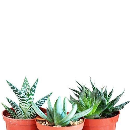 jmbamboo-3 Different Aloe Plants - Easy to Grow/Hard to Kill! - 3"Ceramic Pots