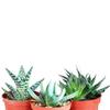 jmbamboo-3 Different Aloe Plants - Easy to Grow/Hard to Kill! - 3"Ceramic Pots view 1