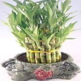 Lucky Bamboo Tower in Decorative Elephant Pot Elephants) Unique from Jmbamboo