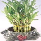 Lucky Bamboo Tower in Decorative Elephant Pot Elephants) Unique from Jmbamboo