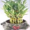 Lucky Bamboo Tower in Decorative Elephant Pot Elephants) Unique from Jmbamboo view 1
