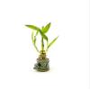 Live 3 Style Party Set of 2 Bamboo Plant Arrangement w/ Frog Ceramic Vase view 1