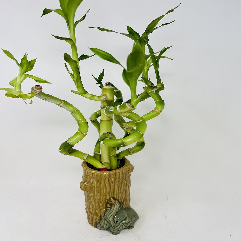 Jmbamboo - Live Spiral 6 Style Lucky Bamboo Plant Arrangement w/Ceramic Vase Unique from Jmbamboo