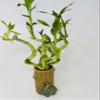 Jmbamboo - Live Spiral 6 Style Lucky Bamboo Plant Arrangement w/Ceramic Vase Unique from Jmbamboo view 1
