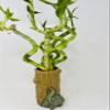 Jmbamboo - Live Spiral 6 Style Lucky Bamboo Plant Arrangement w/Ceramic Vase Unique from Jmbamboo view 2