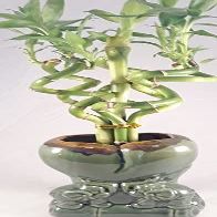 Jmbamboo - Live Spiral 6 Style Lucky Bamboo Plant Arrangement w/ Ceramic Vase Unique from Jmbamboo