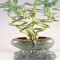 Jmbamboo - Live Spiral 6 Style Lucky Bamboo Plant Arrangement w/ Ceramic Vase Unique from Jmbamboo