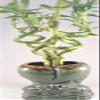 Jmbamboo - Live Spiral 6 Style Lucky Bamboo Plant Arrangement w/ Ceramic Vase Unique from Jmbamboo view 1