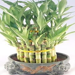 Lucky Bamboo Tower in Decorative Elephant Pot (Twin Elephants) Unique from Jmbamboo