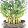 Lucky Bamboo Tower in Decorative Elephant Pot (Twin Elephants) Unique from Jmbamboo view 1