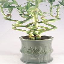 Jmbamboo - Live Spiral 6 Style Lucky Bamboo Plant Arrangement w/ Ceramic Vase Unique from Jmbamboo