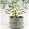 Jmbamboo - Live Spiral 6 Style Lucky Bamboo Plant Arrangement w/ Ceramic Vase Unique from Jmbamboo view 1